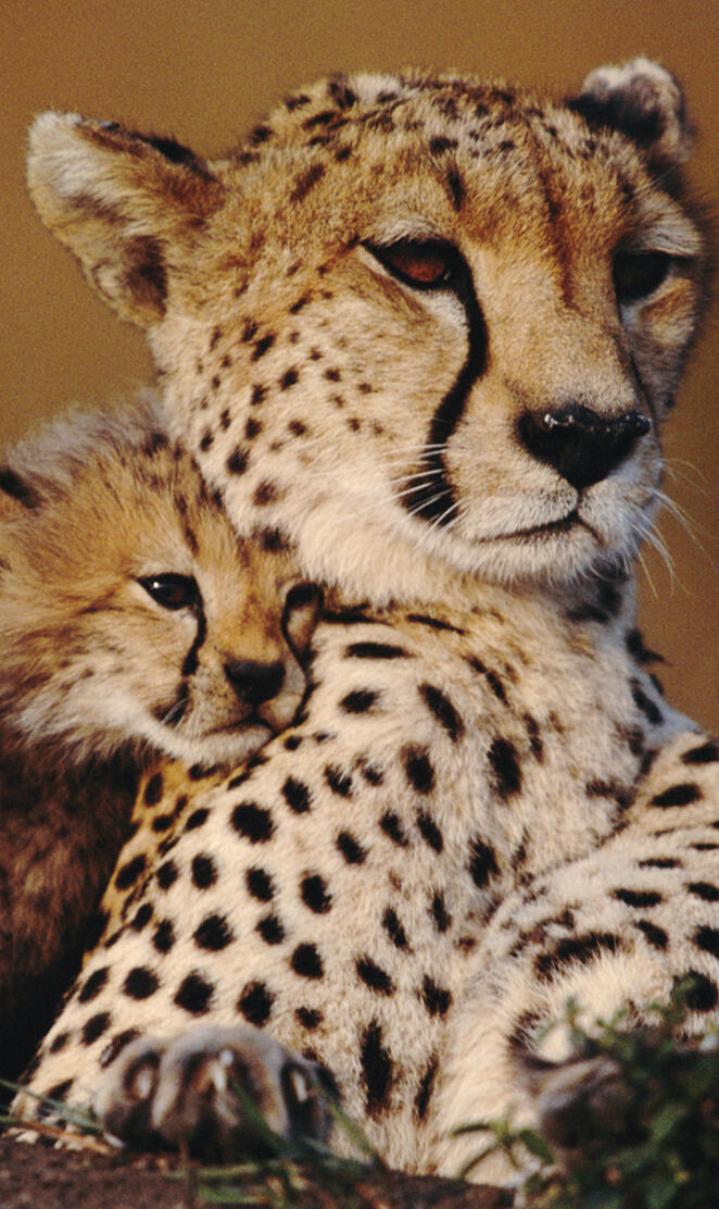 Cheetah