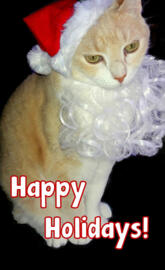 Happy Holidays Cat