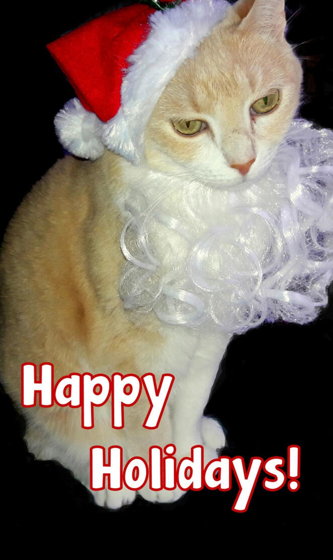Happy Holidays Cat