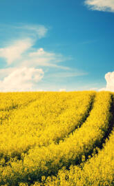 Nature Hd For Note 2