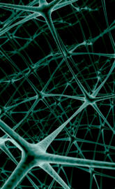 Neurons