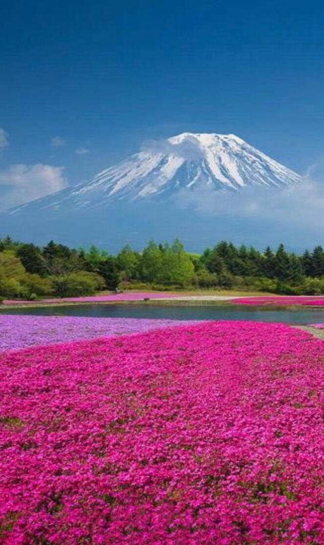 Flowers below fuji