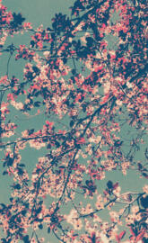Cherry blossom