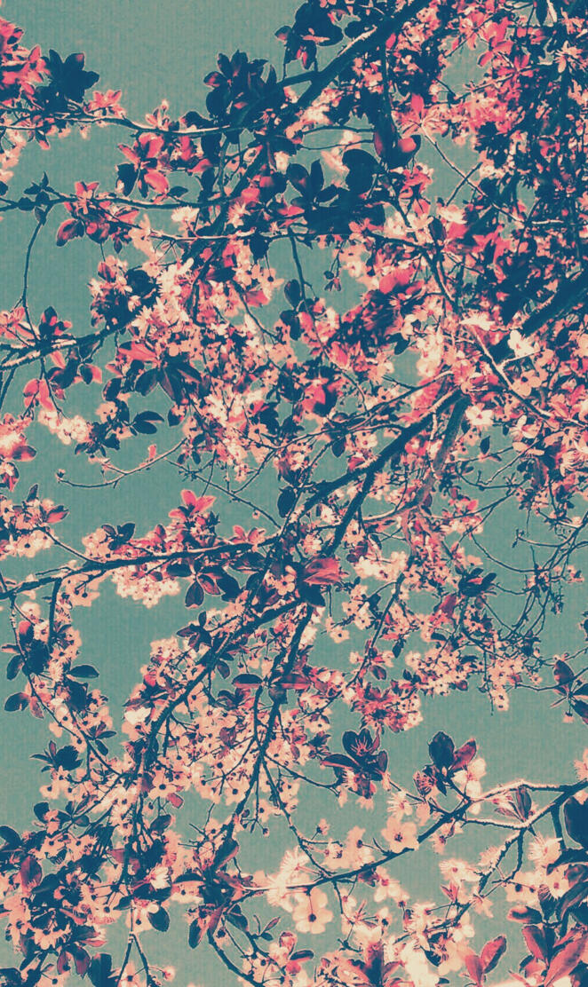 Cherry blossom