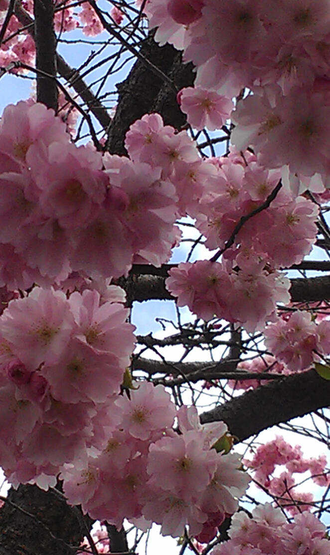 Cherry Tree3