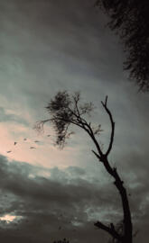 Birds returning home