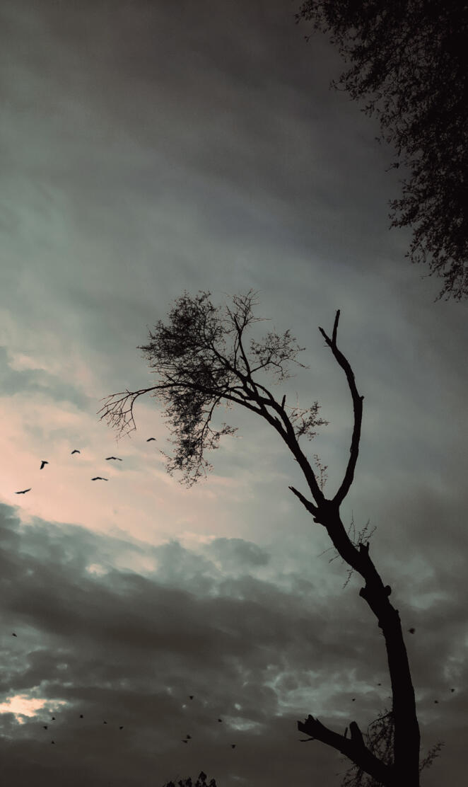 Birds returning home