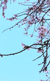 Blossoming Tree