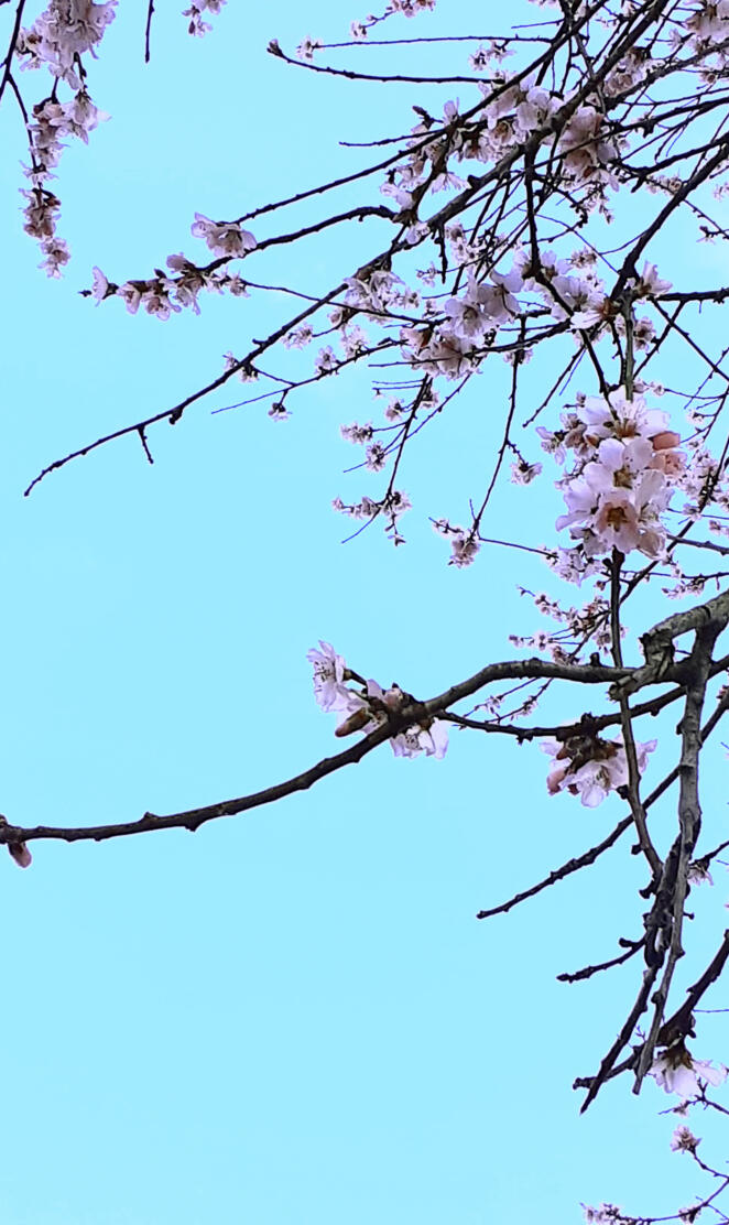 Blossoming Tree