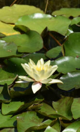 Waterlily
