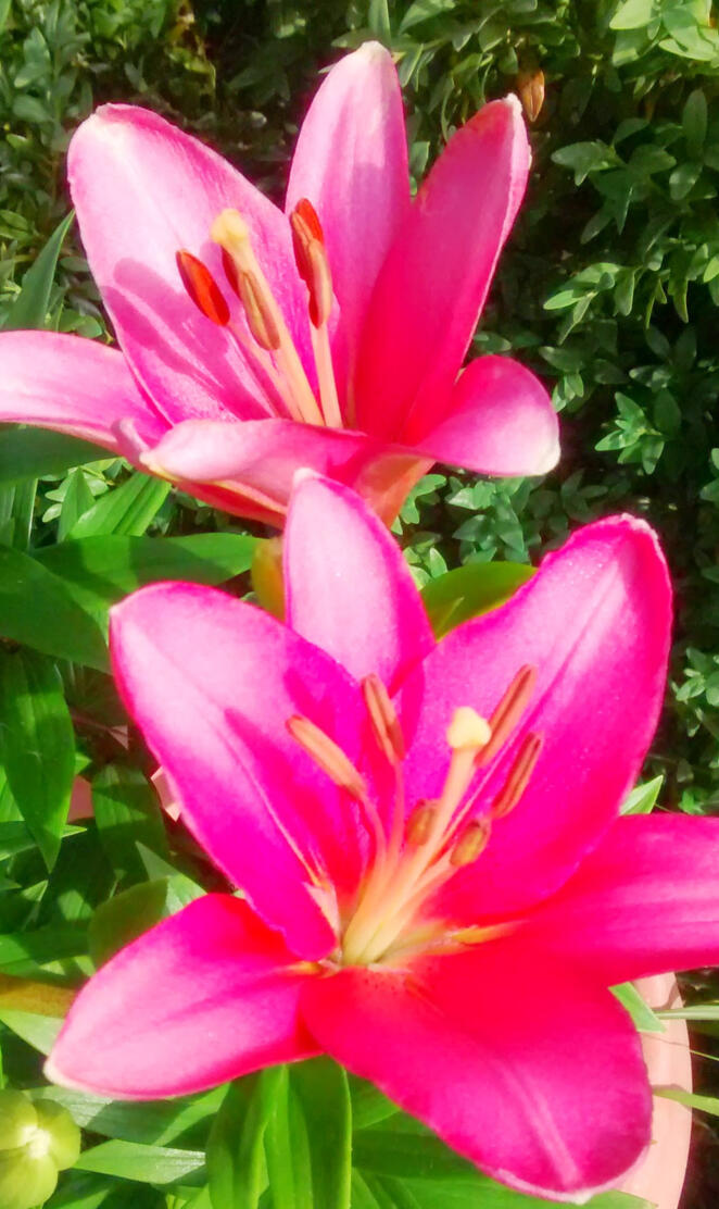 Garden Lily