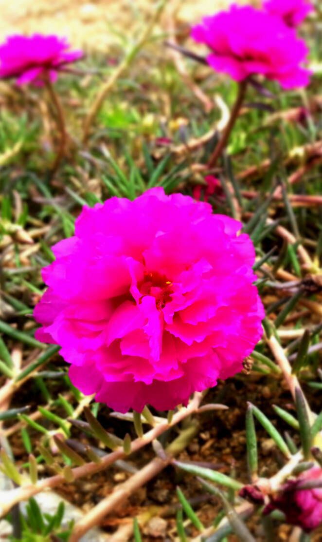 PortulacaGrandiflora
