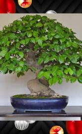 Bonsai Camelia