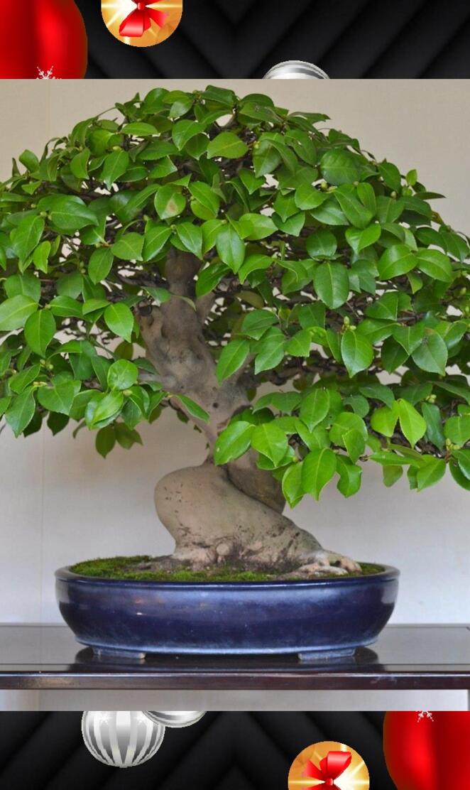 Bonsai Camelia