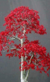 Red bonsai