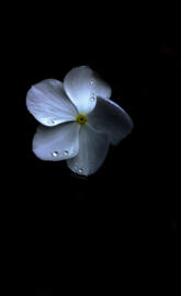 WHITEFLR 2 THE_MMIMB