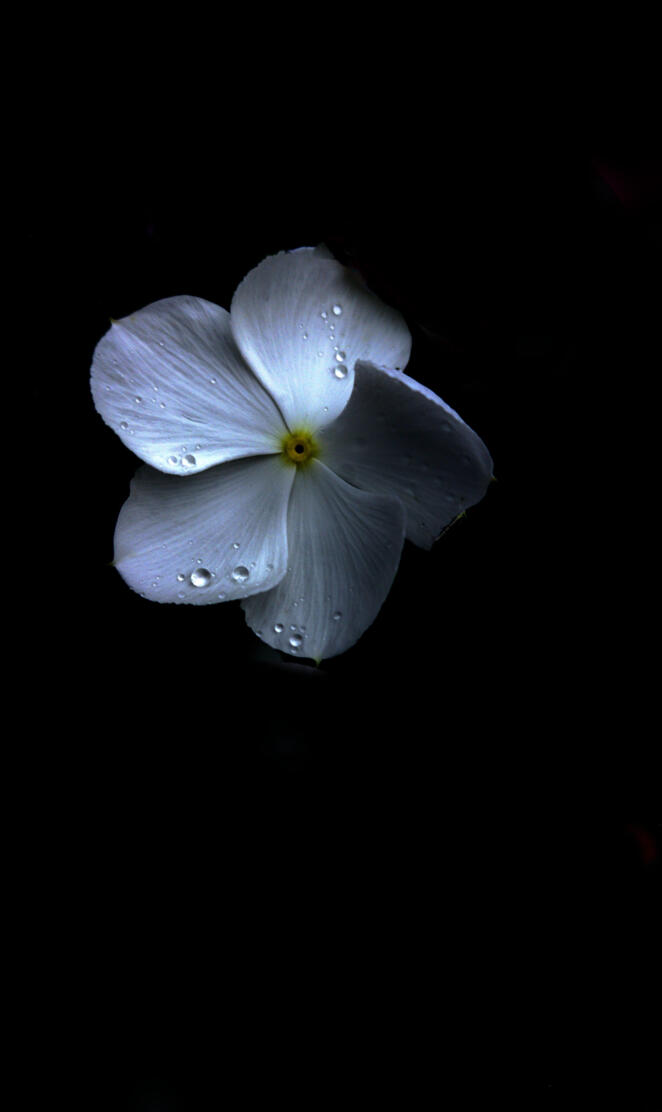 WHITEFLR 2 THE_MMIMB