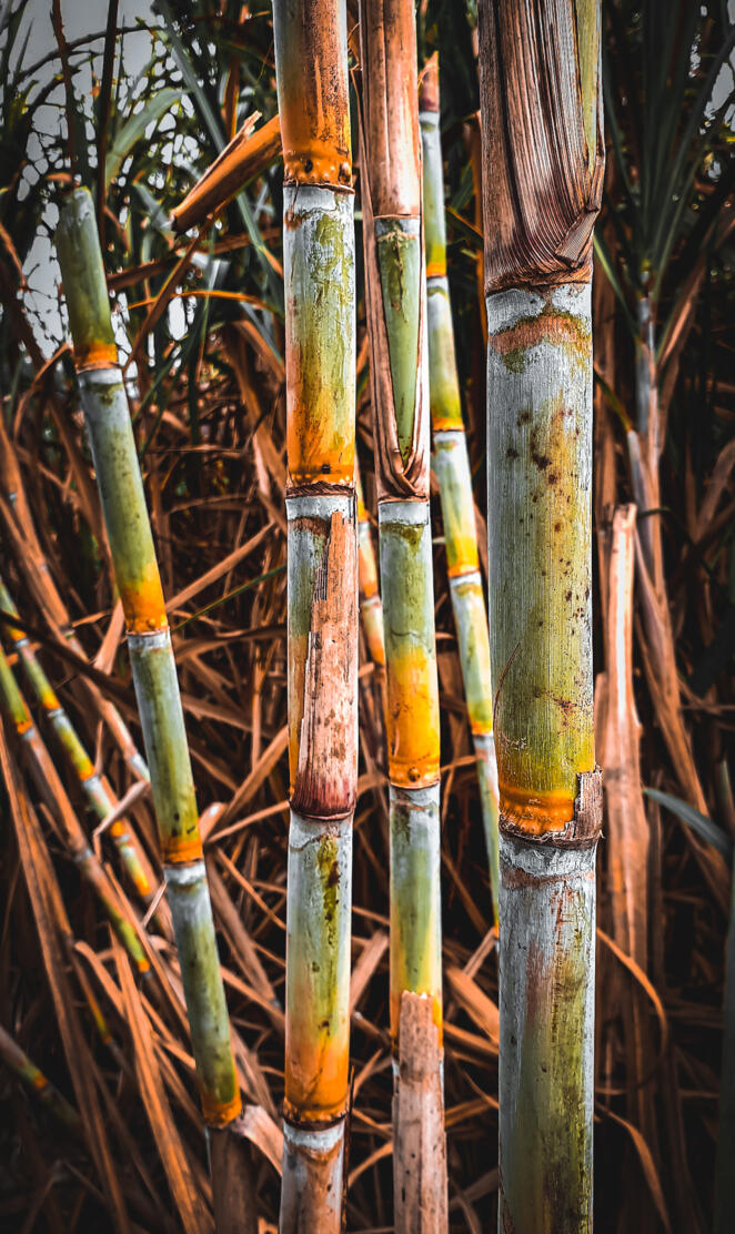 Sugar cane natural