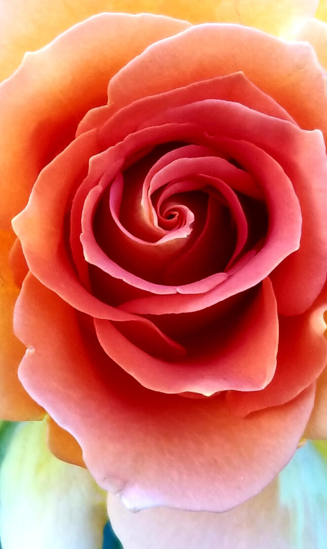 Disneyland Rose 3