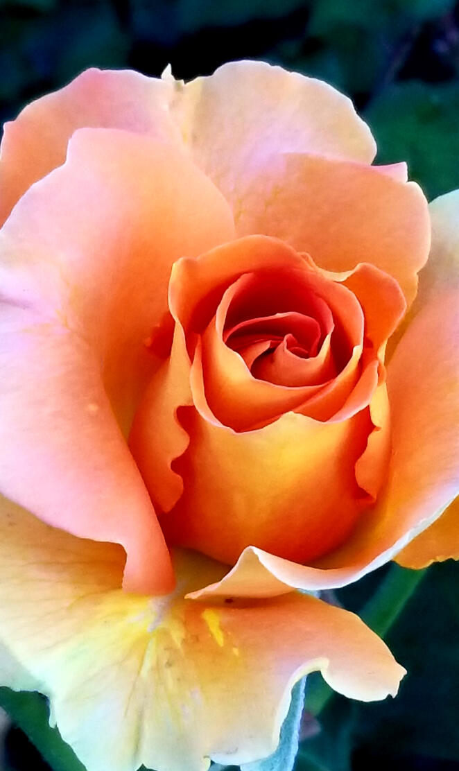 Disneyland Rose