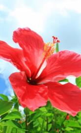 Okinawa Hibiscus