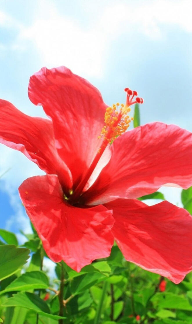 Okinawa Hibiscus