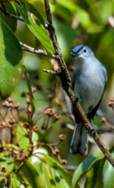 Blue-Gray Natcatcher