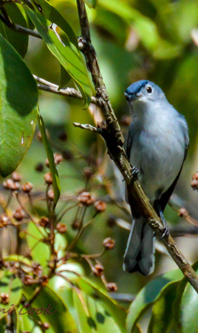 Blue-Gray Natcatcher