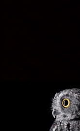 Amoled black owl