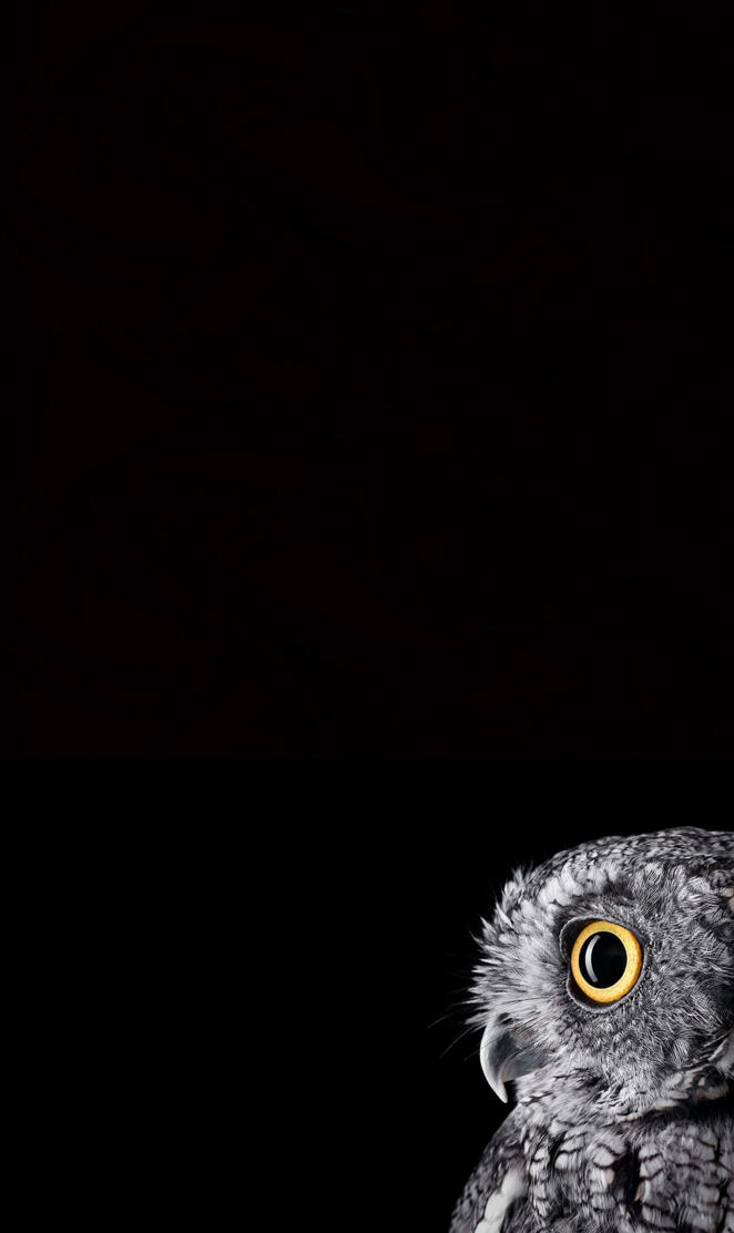 Amoled black owl