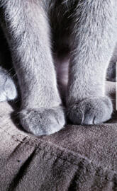 Cat Footsies