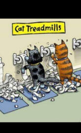 Cat Treadmills