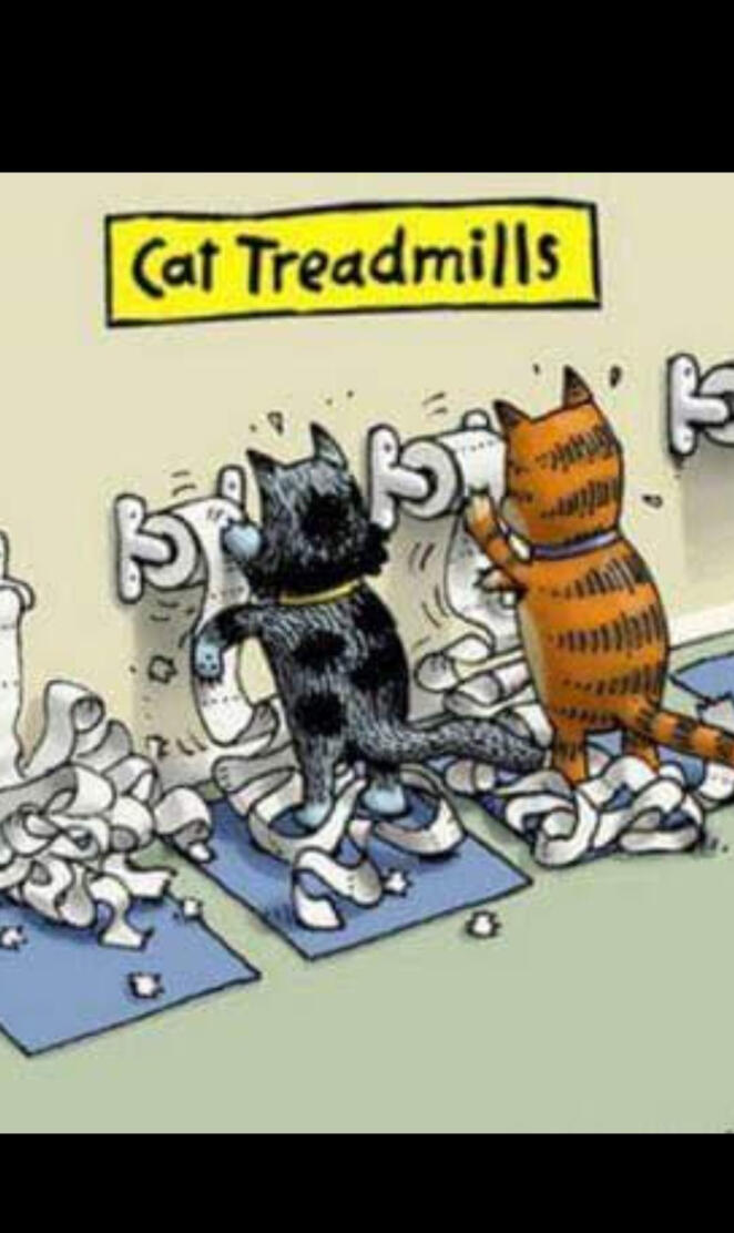 Cat Treadmills
