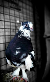 Pigeon