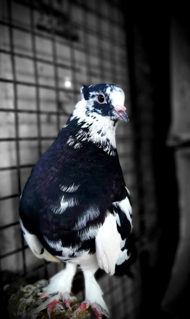 Pigeon