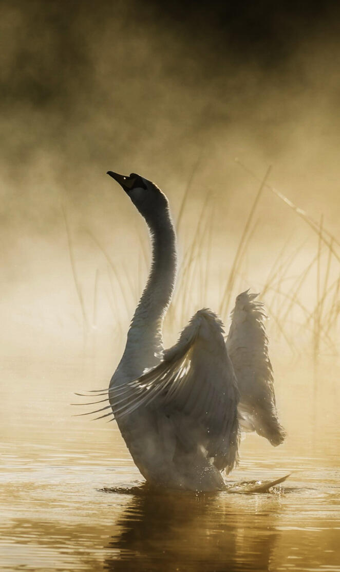 Swan