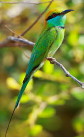 Green bee eater