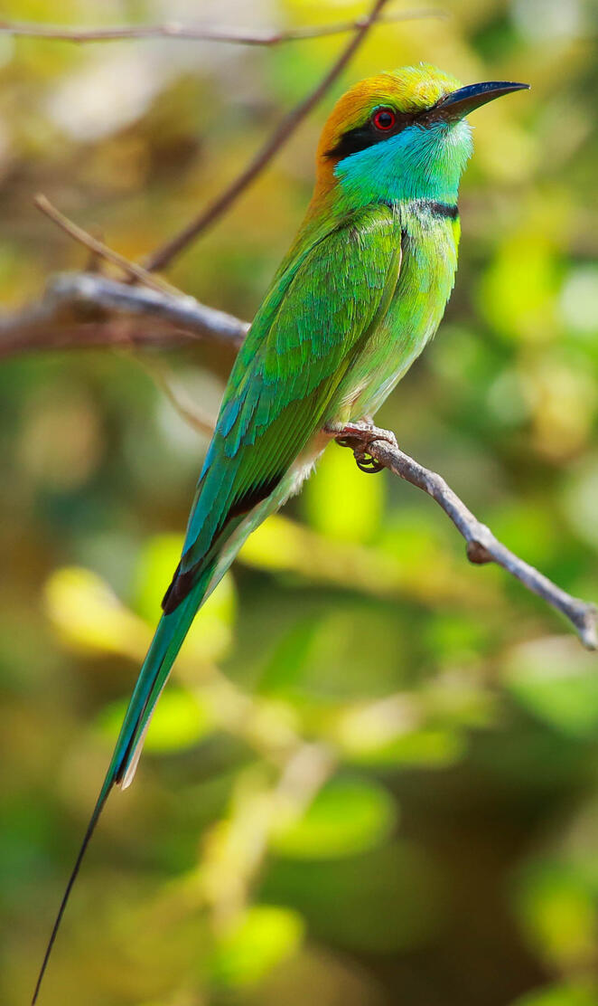 Green bee eater
