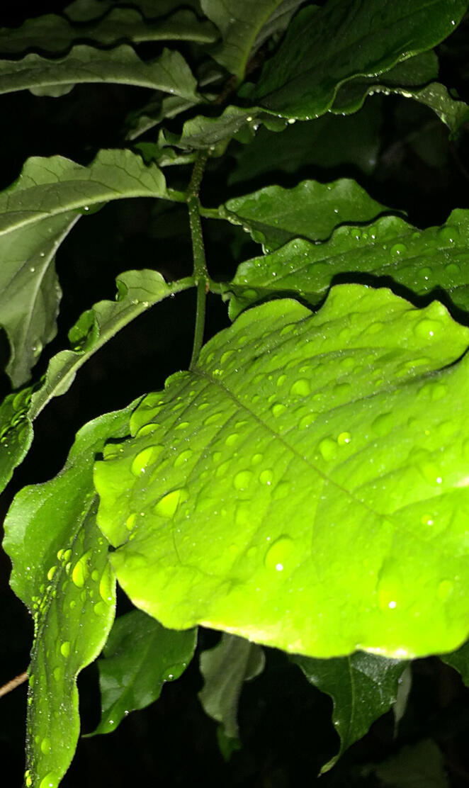 Rainy Leaf