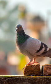 Pigeon on the roof