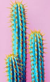 cactus pink 