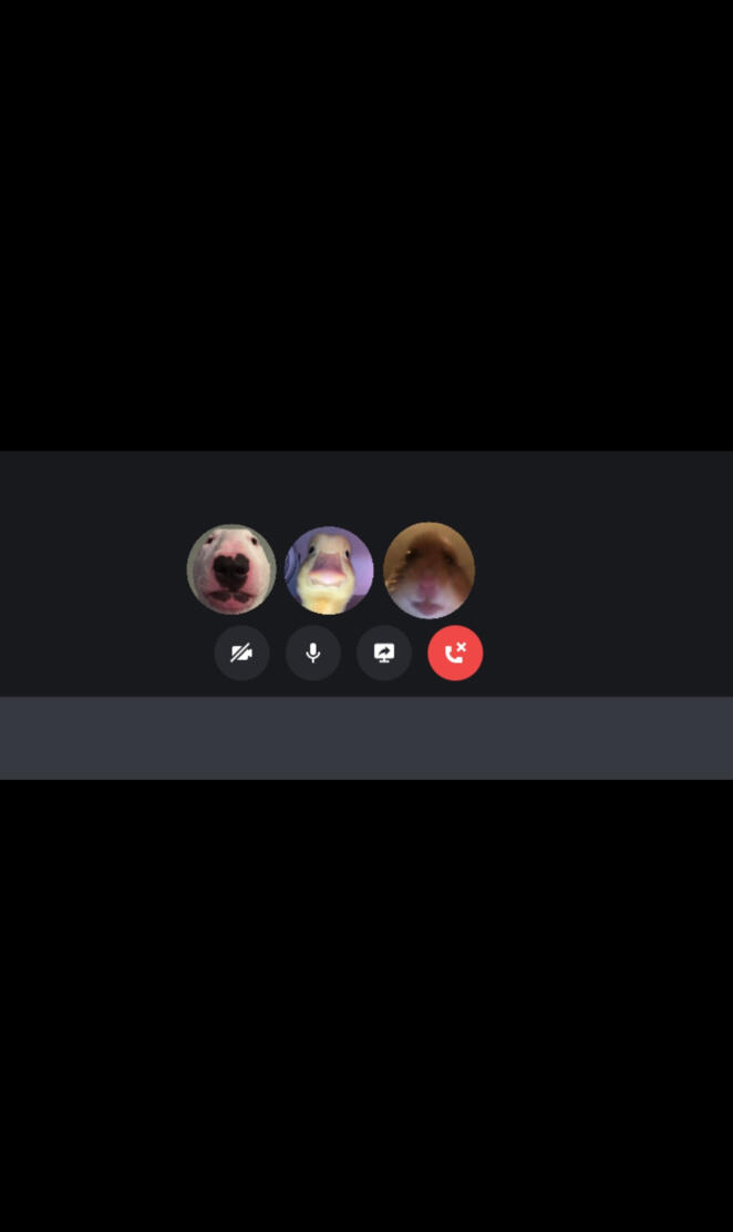 Funny animals discord