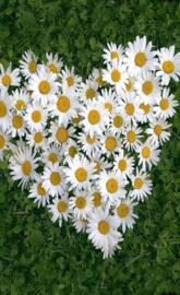 White daisy of luv