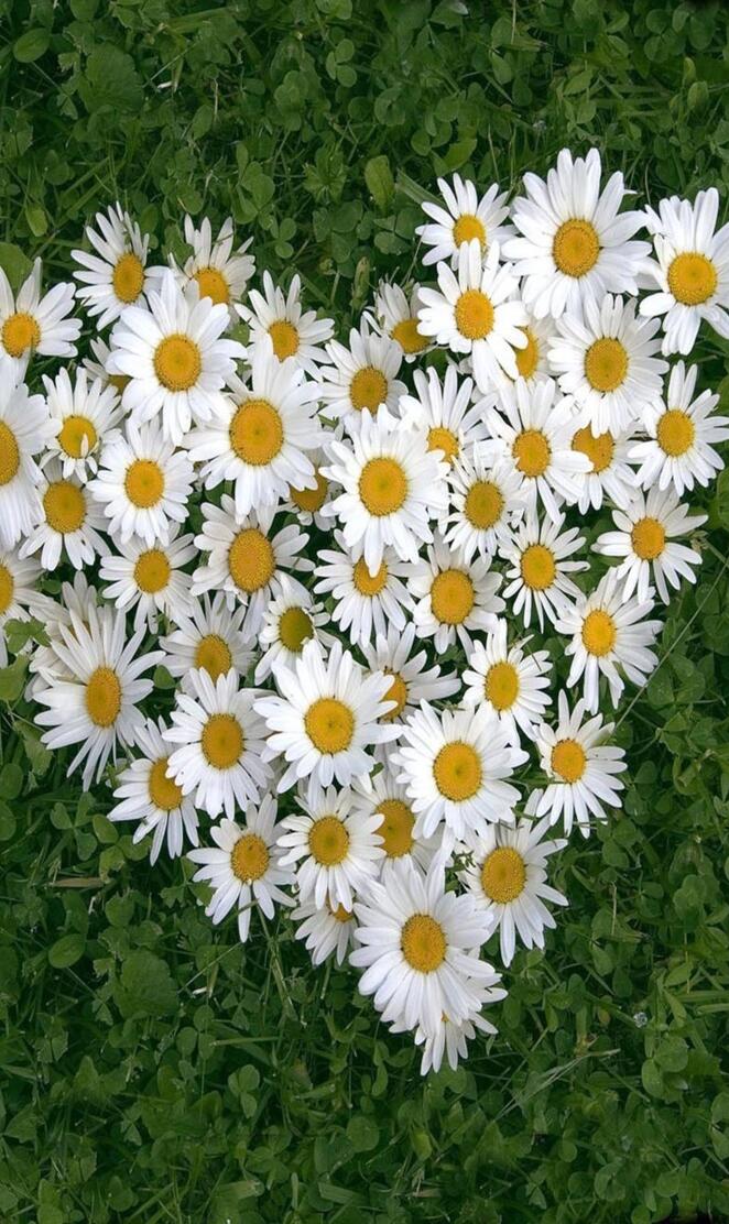 White daisy of luv