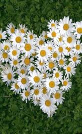 White daisy of luv