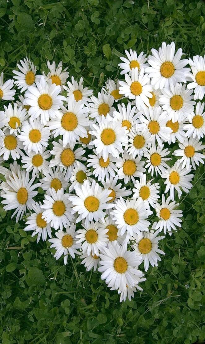 White daisy of luv
