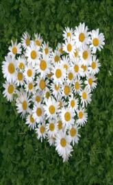 White daisy of luv