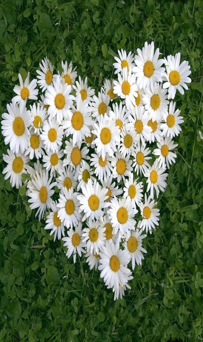 White daisy of luv