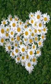 White daisy of luv