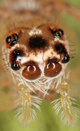 Jumping Spider